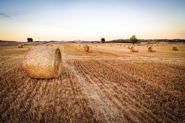 رمان اقتصاد کشاورزی