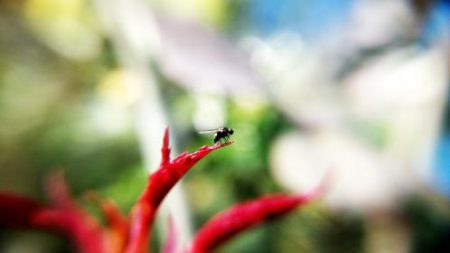 دانلود رایگان مقاله کنترل حشرات با استفاده از گیاهان دارویی